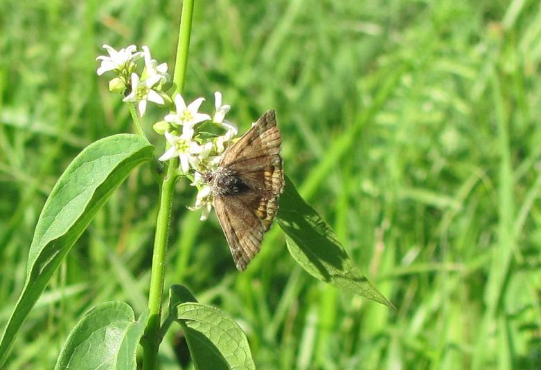 Falena da ID - Euclidia (Euclidia) glyphica